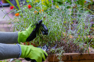 Gardener's hands in gloves with garden shears. Pruning lavender in the fall.