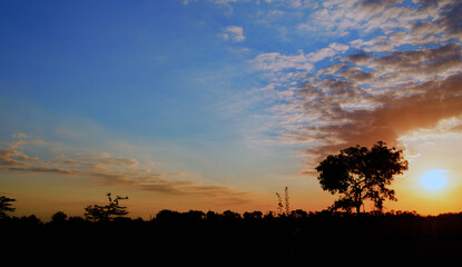 sunset and tree