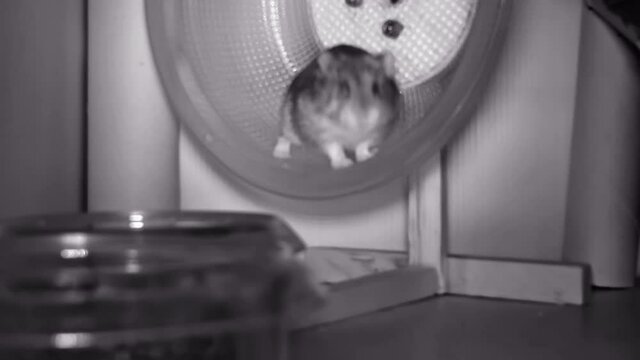 Dwarf hamster running like crazy in the wheel by night, timelapse
