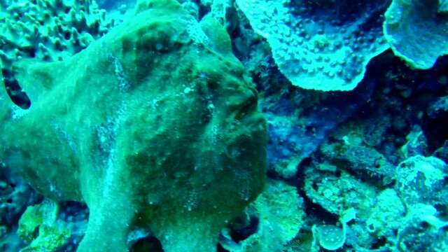 frogfish