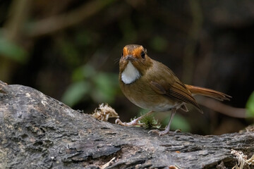 a Rufous-browed flycatcher (Anthipes solitaris) bird in nature