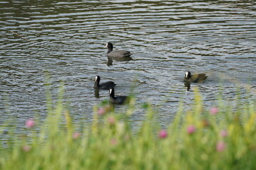 eurasian coot in the pond