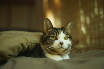 Portrait of brown tabby cat in woody room