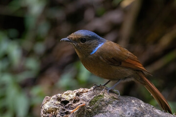 a Large Niltava Female (Niltavagrandis) bird in nature