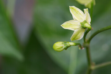 closeup of fresh organic green chili
