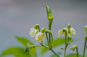 Buds of fresh green chilies.