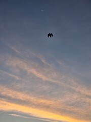 Obraz na płótnie Canvas sun rise & bird