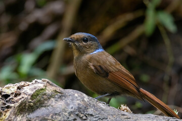 a Large Niltava Female (Niltavagrandis) bird in nature