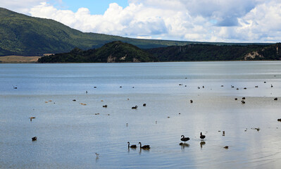 Bird sanctuary, New Zealand