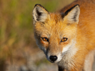 Close-up Portrait of a Red Fox