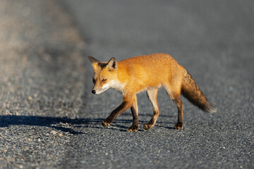 A Red Fox Walking Down the Road
