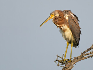 A Tricolored Heron Standing in a Tree
