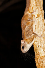 Southern Flying Squirrel in a Tree