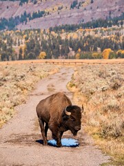 Vertical image of an adult American bison (Latin Bison bison) standing over a puddle on a dirt track in Jackson Hole, Wyoming, with autumn colors in the background.
