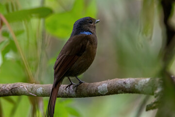 a Large Niltava Female (Niltavagrandis) bird in nature