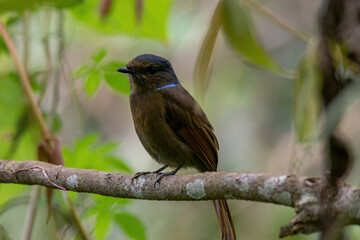 a Large Niltava Female (Niltavagrandis) bird in nature