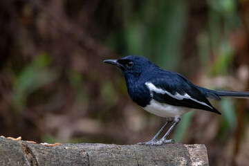 a oriental magpie-robin bird in nature