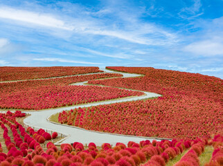 コキアと青空（横ver）
