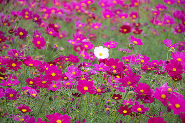 一輪の白コスモス