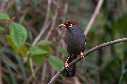 beautiful Chestnut-capped laughingthrush bird in nature