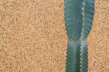 Plants on pink concept. Cactus on orange stone wall background.