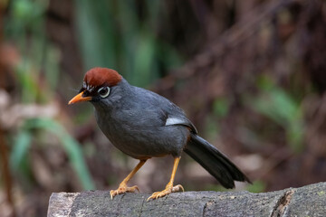 beautiful Chestnut-capped laughingthrush bird in nature