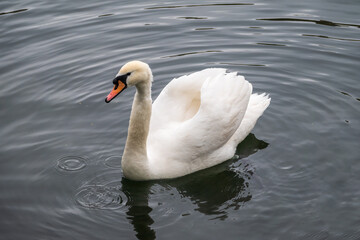 A graceful white swan swimming on a lake with dark water. The white swan is reflected in the water