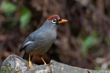 beautiful Chestnut-capped laughingthrush bird in nature