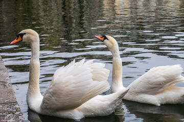 Two graceful white swans swim in the pond in city park.