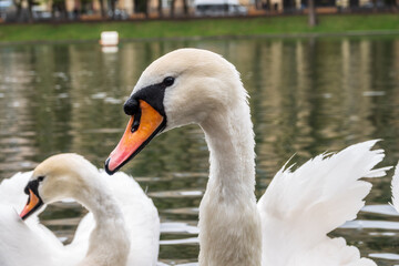 Portrait of a graceful white swan with long neck on dark water background.