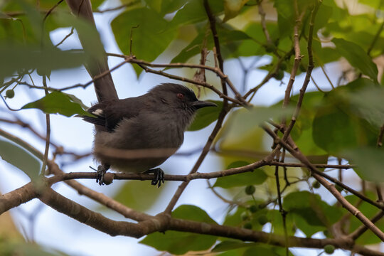 a Long-tailed Sibia bird in nature