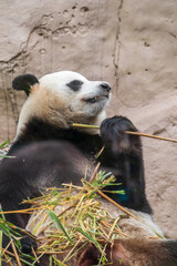 Fototapeta premium The Giant Panda Bear sits while eating a bamboo stalk