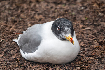 Pallas's gull, Ichthyaetus ichthyaetus, also known as the great black-headed gull sitting on the ground at nest