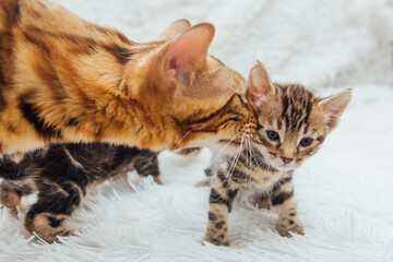 Bengal cat with her little kitten on the white fury blanket