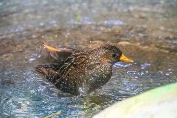 A European Starling is splashing in the shallow water taking a bath. The common starling or European starling, Sturnus vulgaris