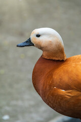 Ruddy shelduck Tadorna ferruginea stands on stone pavement