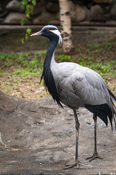 The demoiselle crane, lat. Anthropoides virgo or Grus virgo in zoo
