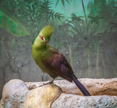 The Guinea turaco,Tauraco persa, also known as the green turaco or green lourie, is a bird in the family Musophagidae.