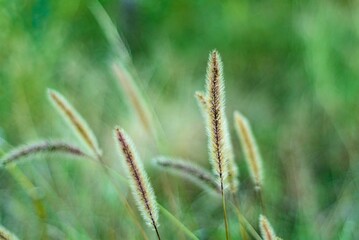 close up of wheat