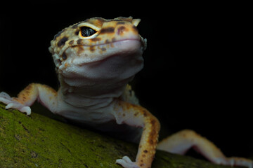 gecko on a black background