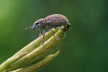 bug on a leaf