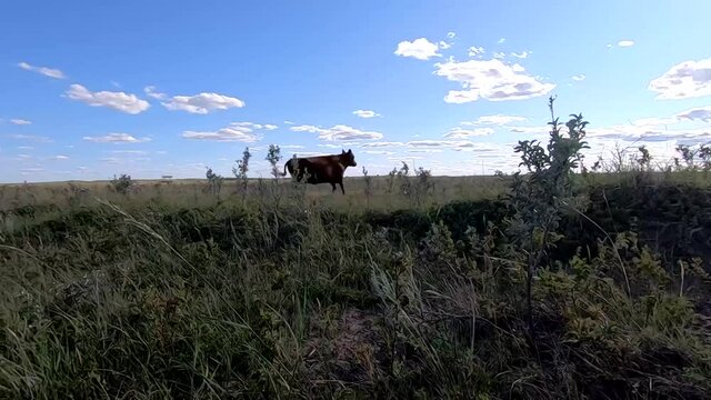 A cow in a field looking at the camera then getting scared and running away. filmed in Alberta Canada in the country prairies. 
