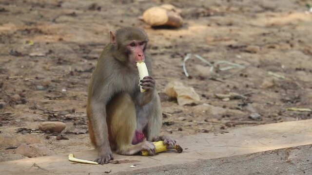 A mischievous yet alert monkey eating banana and holding its peel with its feet; camera focusing on the antics of the monkey eating banana.