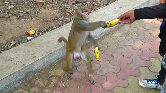 A greedy monkey taking banana from passerby, while already holding one banana in his hand.