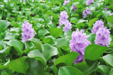 Purple flower of floating water hyacinth (Eichornia crassipes) in the river