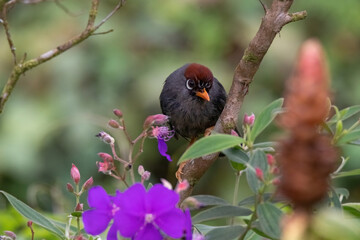 beautiful Chestnut-capped laughingthrush bird in nature