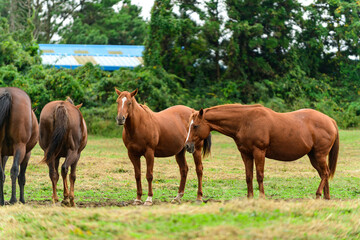 Obraz premium horse and foal
