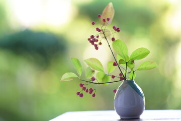 マユミの実の切り花　花瓶に挿したマユミ　