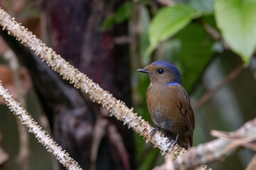 a Large Niltava Female (Niltavagrandis) bird in nature