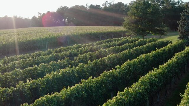 Reverse reveal of vineyard at sunset, sunrise. Wine culture.